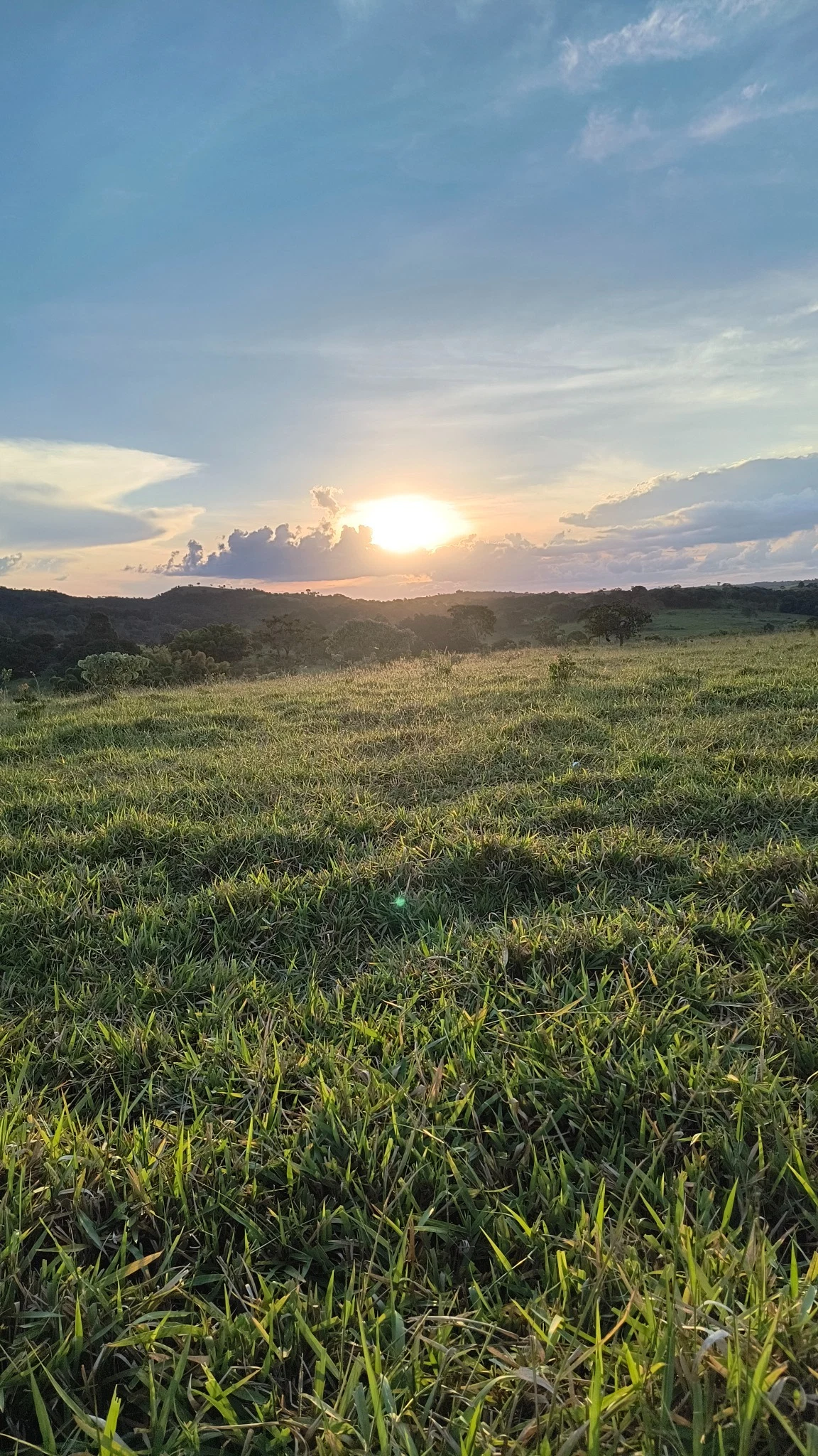 Horizonte do Cerrado