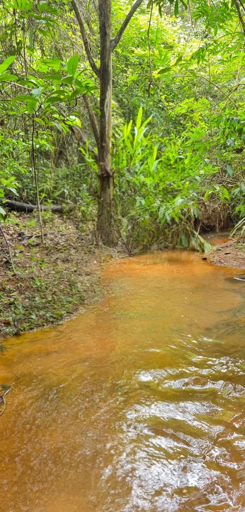Córrego e vegetação